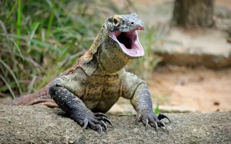 Komodo Dragons’ Nightmare Iron-Tipped Teeth Are a Reptilian First