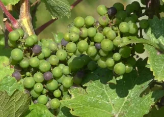 How are Belgian vineyards adapting to climate change?