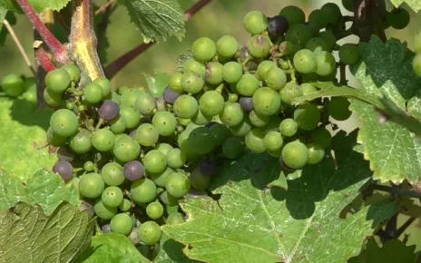 How are Belgian vineyards adapting to climate change?