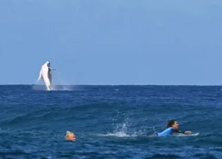 Whale makes appearance during Olympic shortboard semifinal