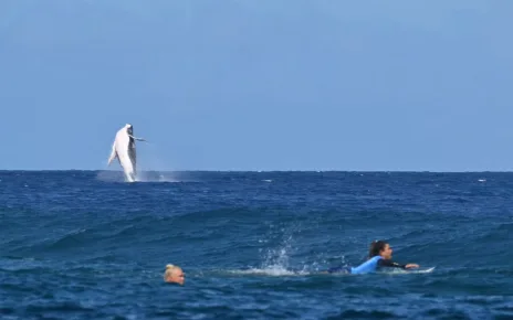 Whale makes appearance during Olympic shortboard semifinal