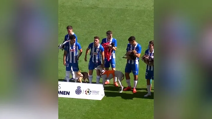 Footballers bring abandoned dogs onto pitch to help them find homes | Sport